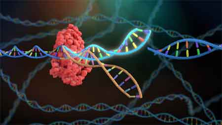 How Does a CRISPR System Work
