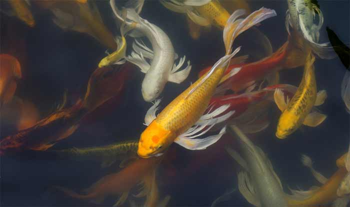 Why-Are-Koi-Fish-So-Popular