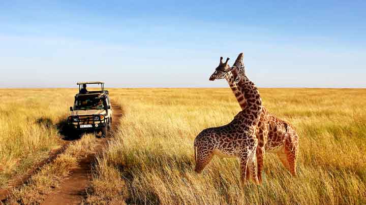 Why You Should Go on Safari in Tanzania