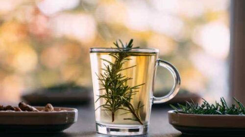 How Does Alvita Mullein Tea Help with Respiratory Health?