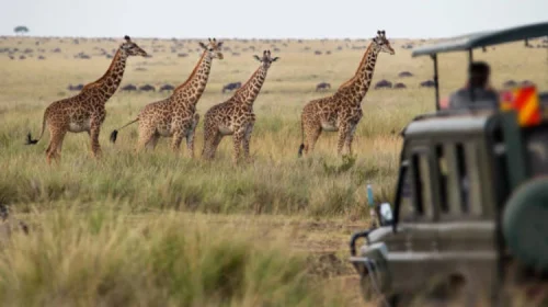 What to Expect on a Tanzania Safari in the Dry Season
