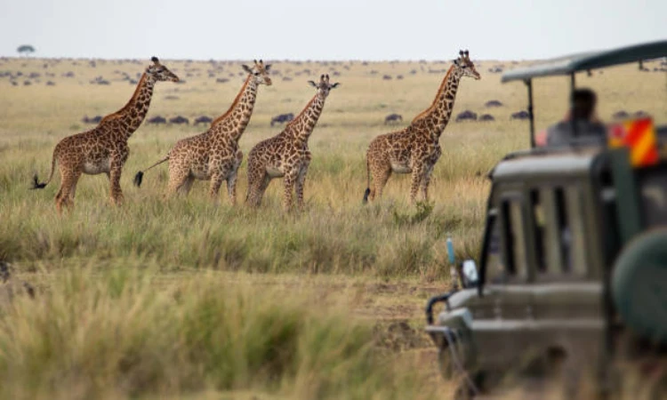 What to Expect on a Tanzania Safari in the Dry Season